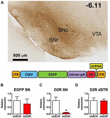 Acute Depletion of D2 Receptors from the Rat Substantia Nigra Alters Dopamine Kinetics in the Dorsal Striatum and Drug Responsivity